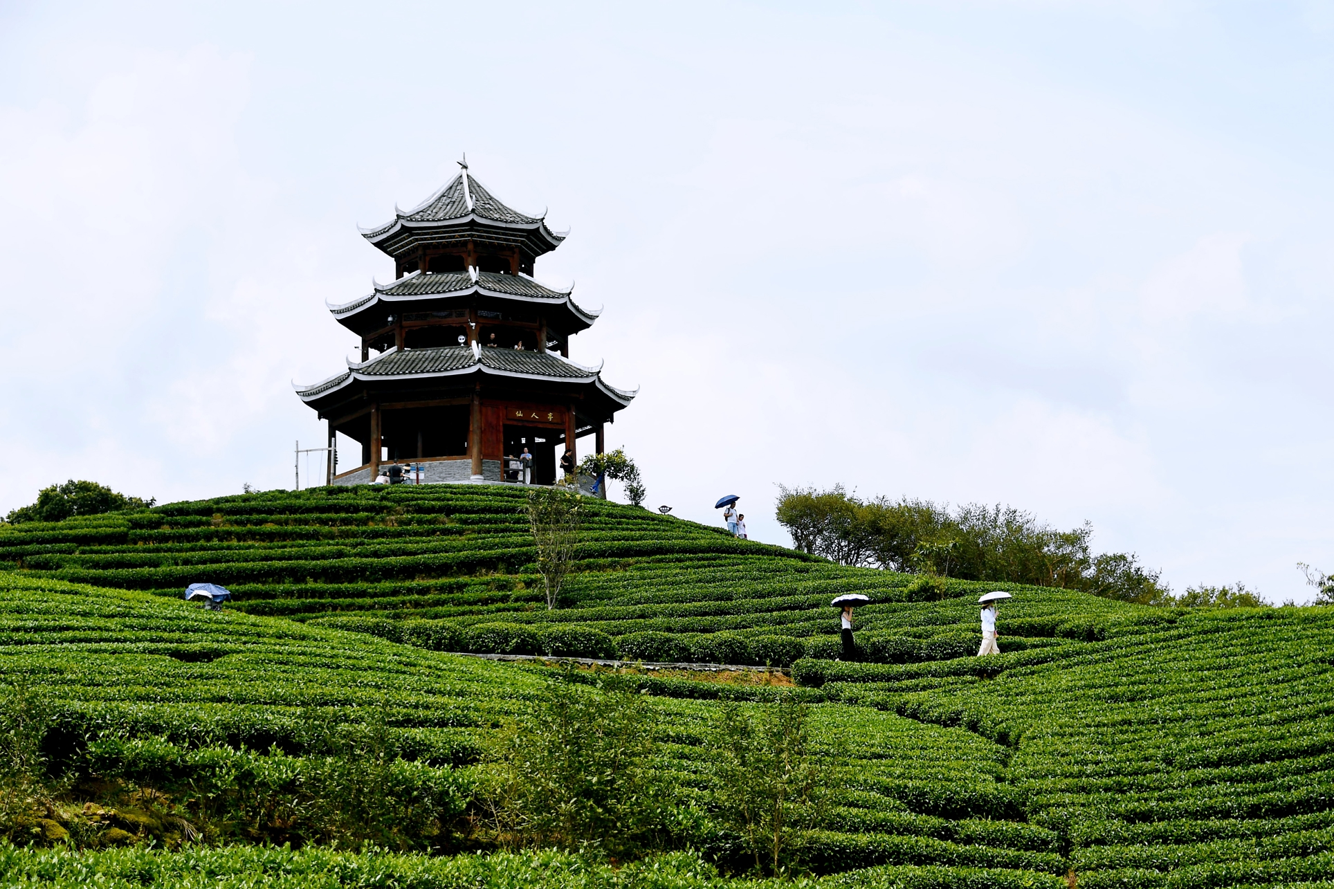 茶园风光